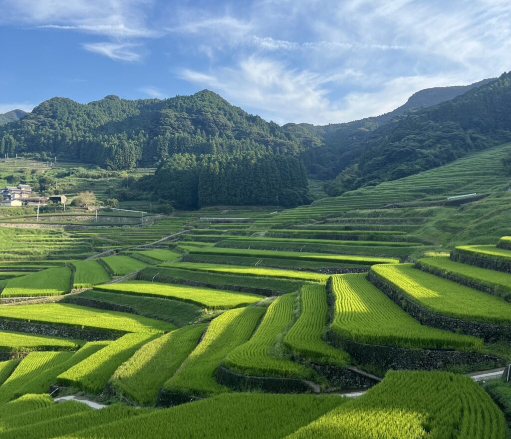 Onigi Rice Terrace